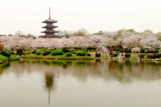 東湖櫻花園