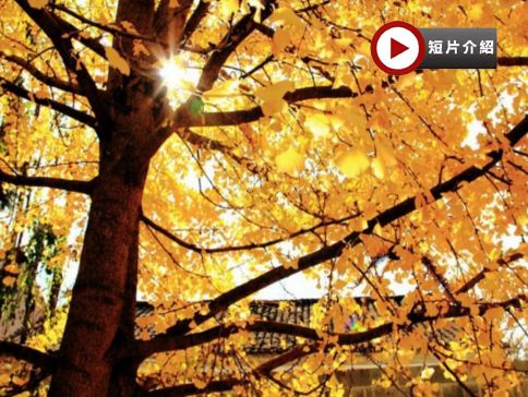 賞秋天金黃夢幻美景 雲南、昆明、騰沖6天純玩高鐵團 騰沖熱海景區、固東銀杏村、和順古鎮、體驗非遺皮影DIY、北海濕地公園、昆明老街【3晚騰沖溫泉酒店+2晚昆明國際品牌豪華酒店】 賞秋天金黃夢幻美景 雲南、昆明、騰沖6天純玩高鐵團 騰沖熱海景區、固東銀杏村、和順古鎮、體驗非遺皮影DIY、北海濕地公園、昆明老街【3晚騰沖溫泉酒店+2晚昆明國際品牌豪華酒店】