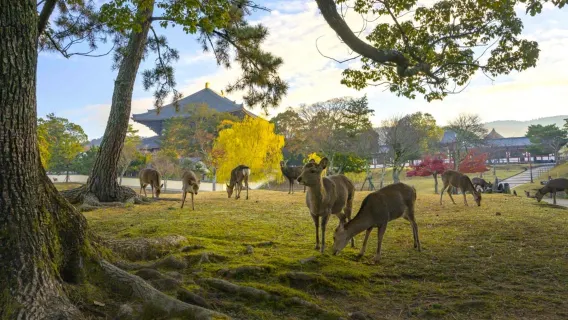 日本紅葉旅行團