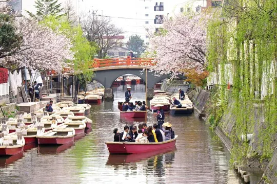 柳川泛舟賞櫻