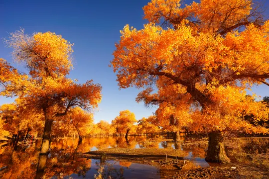 額濟納旗胡楊林