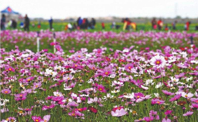 偉豐農場花卉世界