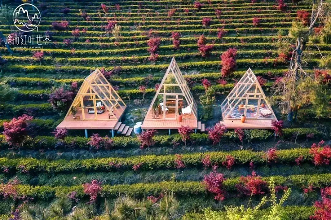 嶺南紅葉世界~茶園