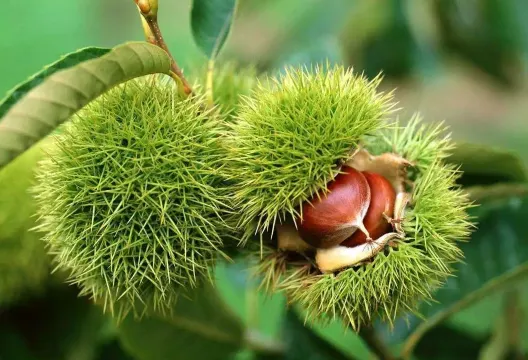 黃龍巖畬族風情旅遊區 