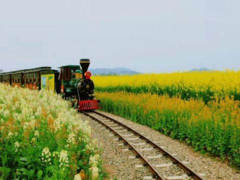 潼南崇龕油菜花