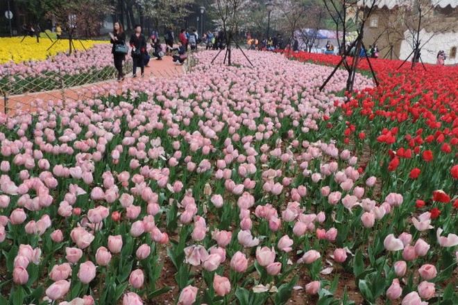 東西湖鬱金香公園
