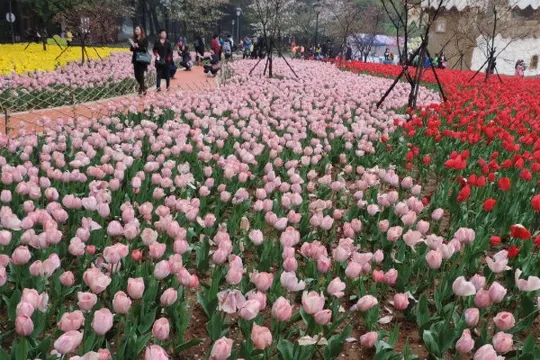 東西湖鬱金香公園