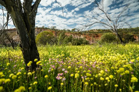 科爾辛自然保護公園