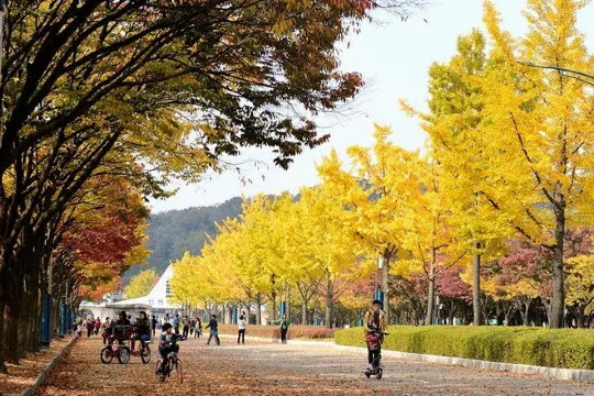 仁川大公園紅葉