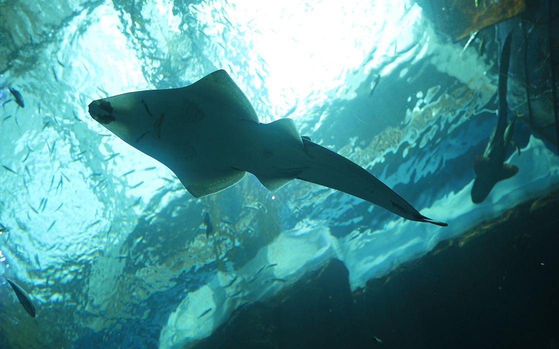 樂從天佑城海洋館