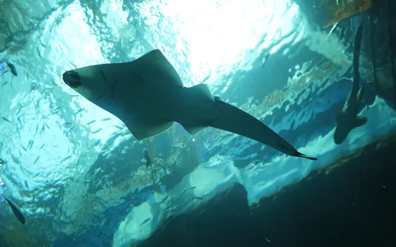 樂從天佑城海洋館