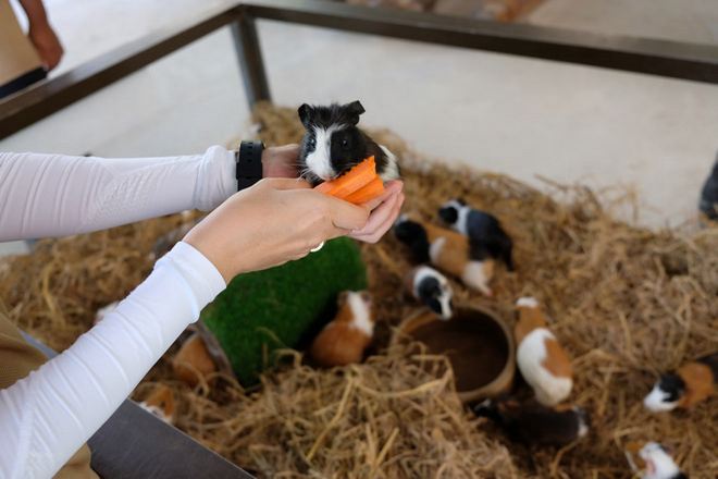 文冬休閒農場 動物