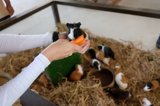 文冬休閒農場 動物