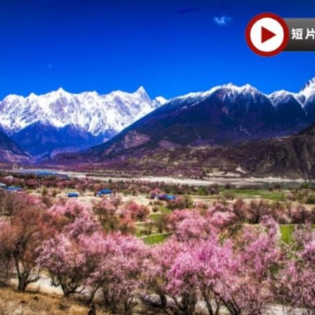 【季節限定~林芝賞桃花🌸最美季節】林芝、西藏9天團
 賞桃花🌸勝地<索松村、嘎拉桃花溝、秀巴古堡>、布達拉宮、大昭寺、羅布林卡、體驗做一天藏族人+穿藏裝+攝影師跟拍📸、羊卓雍措、扎什倫布寺