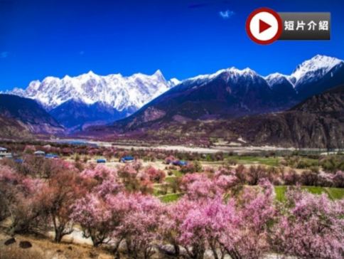 【季節限定~林芝賞桃花🌸最美季節】林芝、西藏9天團
 賞桃花🌸勝地<索松村、嘎拉桃花溝、秀巴古堡>、布達拉宮、大昭寺、羅布林卡、體驗做一天藏族人+穿藏裝+攝影師跟拍📸、羊卓雍措、扎什倫布寺