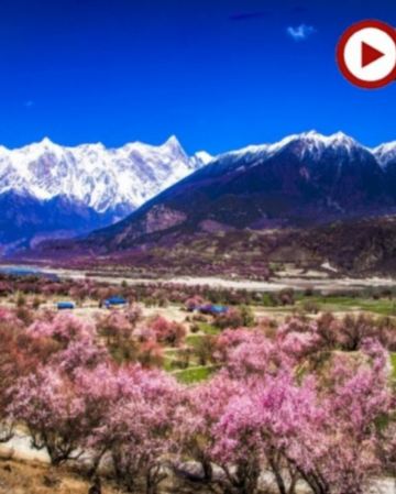 【季節限定~林芝賞桃花🌸最美季節】林芝、西藏9天團
 賞桃花🌸勝地<索松村、嘎拉桃花溝、秀巴古堡>、布達拉宮、大昭寺、羅布林卡、體驗做一天藏族人+穿藏裝+攝影師跟拍📸、羊卓雍措、扎什倫布寺