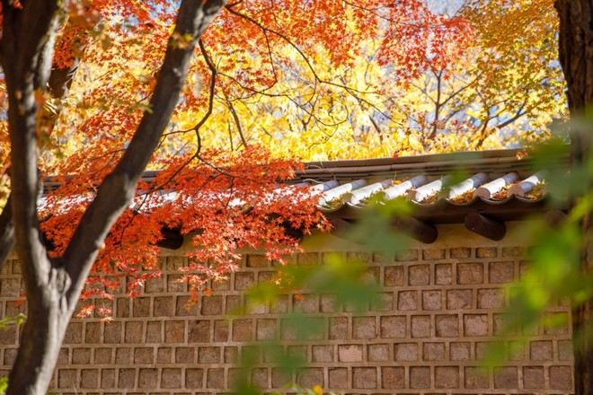 德壽宮石牆路 秋