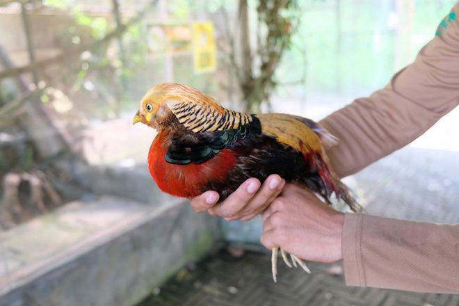文冬休閒農場 動物