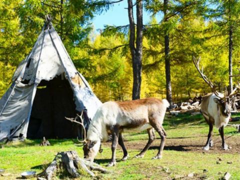 敖魯古雅使鹿部落