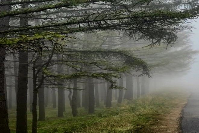 哈達門森林公園迷霧森林