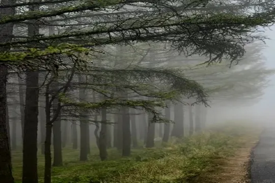哈達門森林公園迷霧森林
