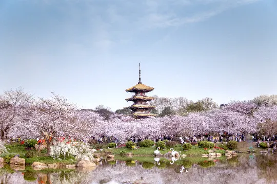 武漢東湖櫻花園