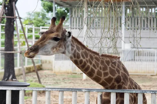 親親大自然農莊
