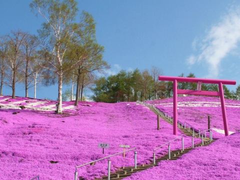 東藻琴芝櫻公園