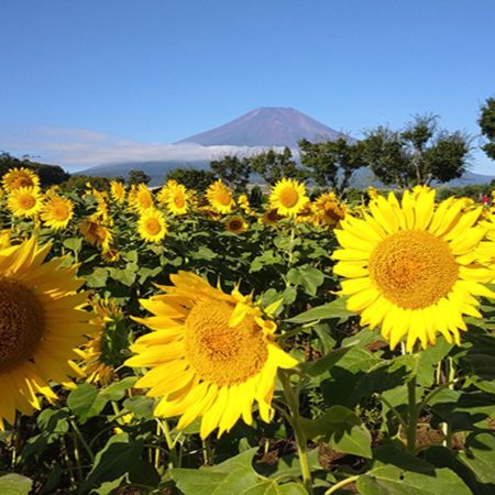 東京、夏の富士山 賞景購物6天之旅 「千葉三大名山」鋸山(包乘登山纜車)、山中湖花之都公園~清流之里、富士合掌村/薰衣草祭、富士山五合目、成田山新勝寺
