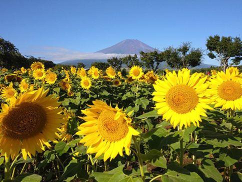 東京、夏の富士山 賞景購物6天之旅 「千葉三大名山」鋸山(包乘登山纜車)、山中湖花之都公園~清流之里、富士合掌村/薰衣草祭、富士山五合目、成田山新勝寺