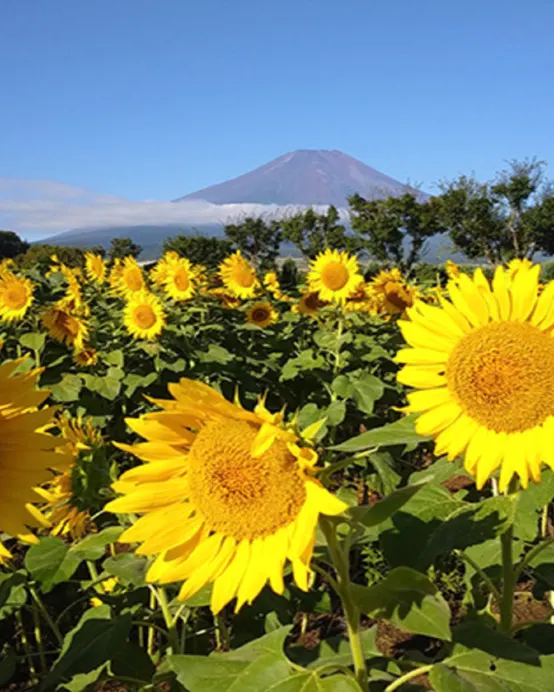東京、夏の富士山 賞景購物6天之旅 「千葉三大名山」鋸山(包乘登山纜車)、山中湖花之都公園~清流之里、富士合掌村/薰衣草祭、富士山五合目、成田山新勝寺