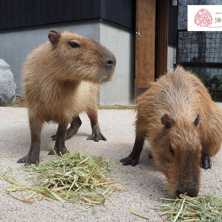 沖繩南、北部美景5天之旅   希臘風情小屋~瀨長島Umikaji Terrace、星野Resort Banta Cafe海景下午茶