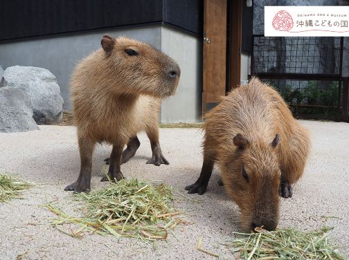 沖繩南、北部美景5天之旅   希臘風情小屋~瀨長島Umikaji Terrace、星野Resort Banta Cafe海景下午茶