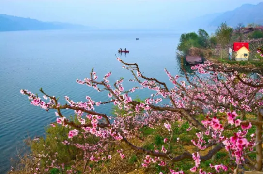 河口景區~賞桃花