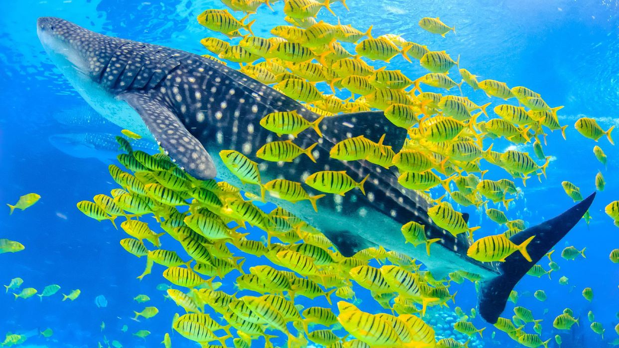 珠海長隆海洋王國