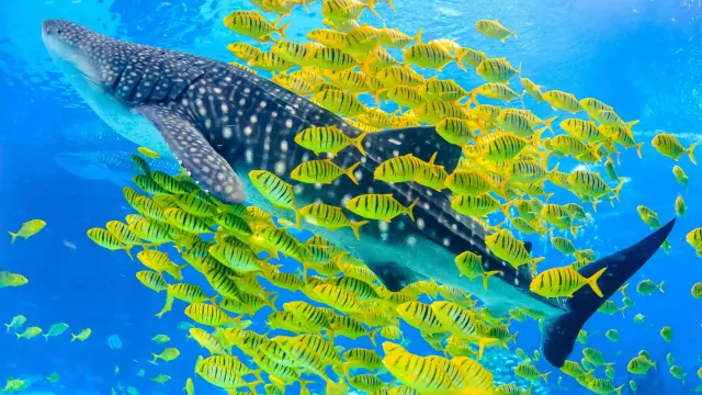 珠海長隆海洋王國