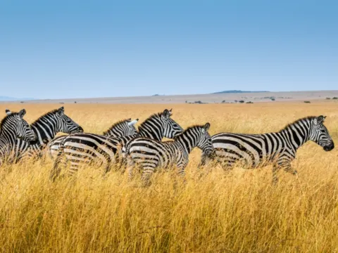 瑪沙瑪拉野生動物保護區