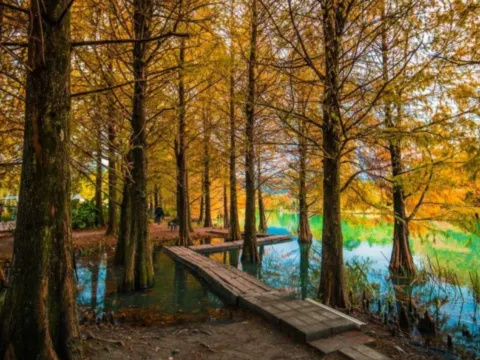 花蓮雲山水夢幻湖獨木橋