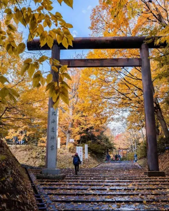 北海道~道央 秋色美景6天之旅  賞紅葉名所(洞爺湖展望台、北海道神宮+大倉山展望台/豐平峽水庫)、登別Marine Park海洋城堡、支笏湖美景、北國優駿公園、2晚溫泉酒店