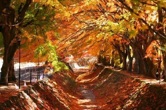 河口湖紅葉迴廊