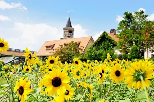 飄零燕四季花園