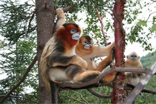 神農架國家森林公園~金絲