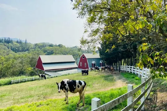 苗栗飛牛牧場
