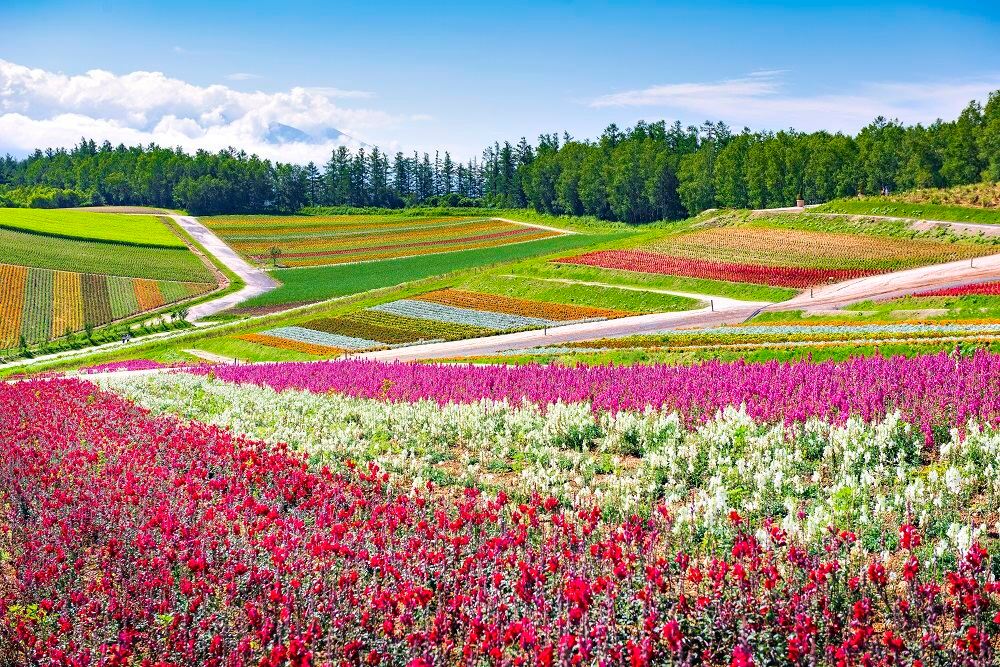 富田花園_七彩花田