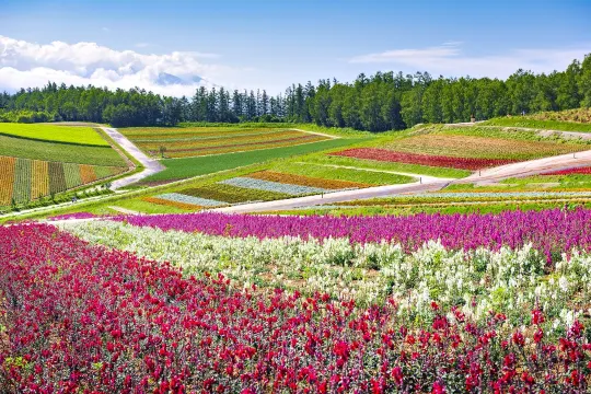 富田花園_七彩花田
