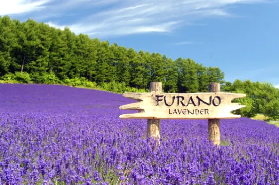 富良野薰衣草田