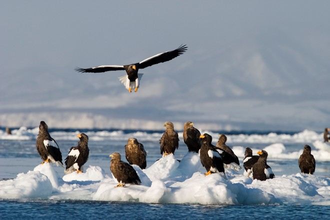 羅臼流冰生態觀光船