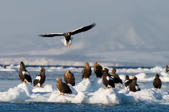 羅臼流冰生態觀光船