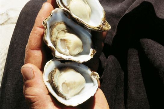太平洋生蠔