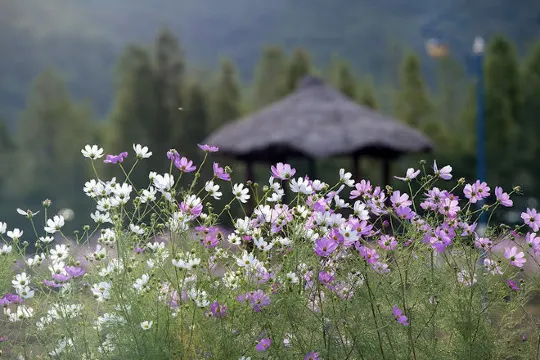 仁川大公園波斯菊